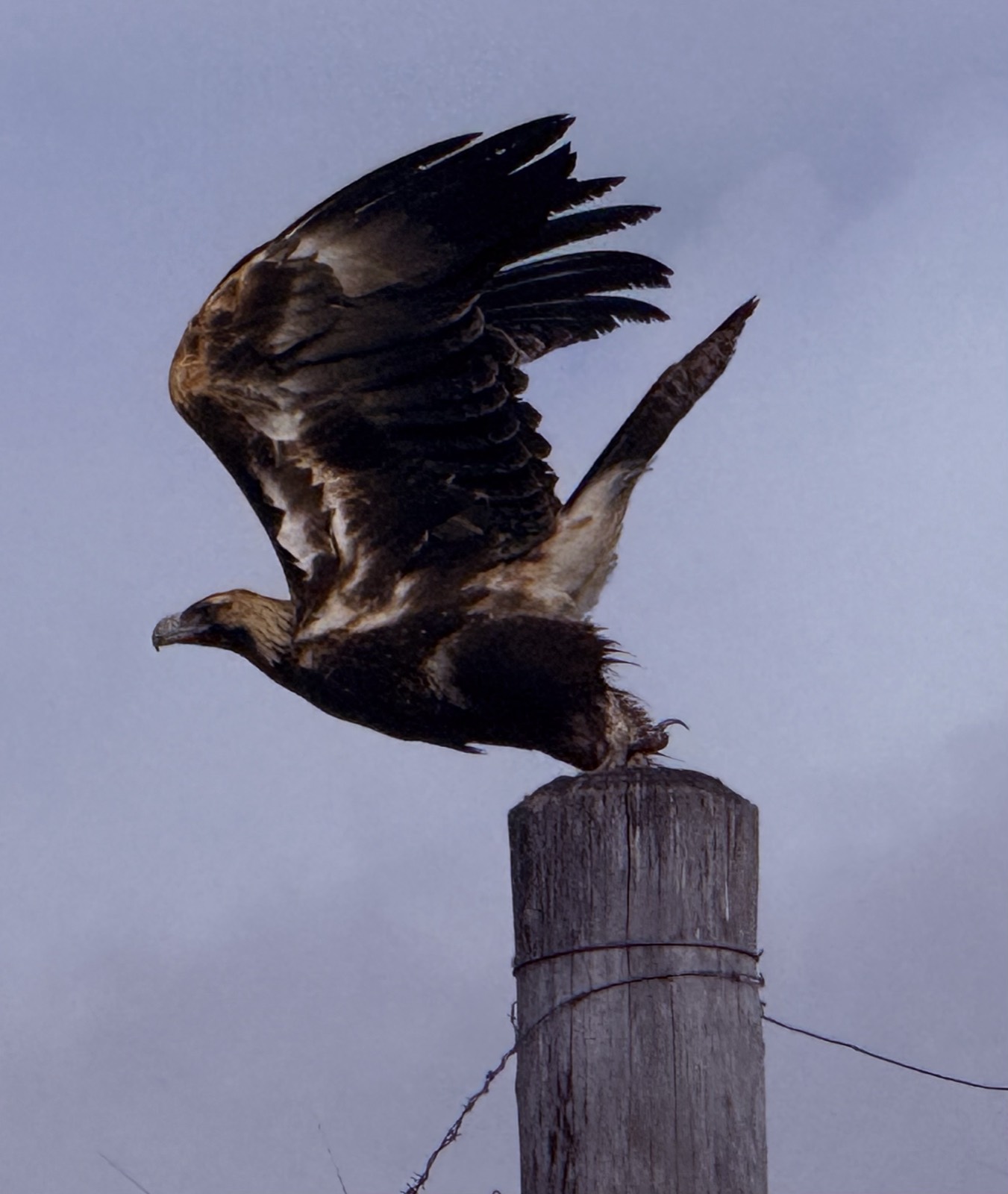 A wedge-tailed eagle taking off from a fence post